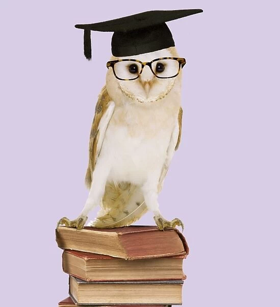 Barn Owl - with books - wearing glasses & mortar board Digital Manipulation: Books (JD) Glasses (Su) mortar board (ABM)