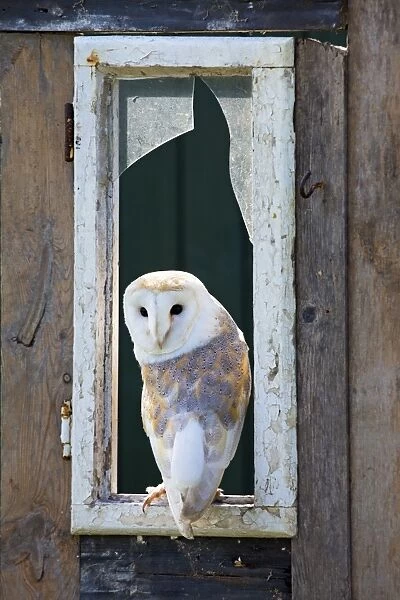Barn Owl - at broken glass window