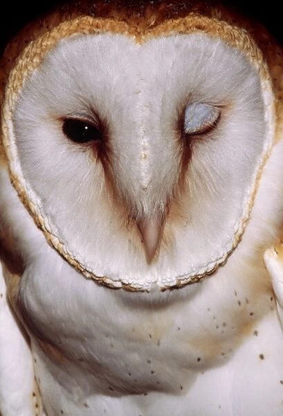 Barn Owl CLA 459 “Winking” Colorado USA. Tyto alba © Mary Clay  /  ARDEA LONDON