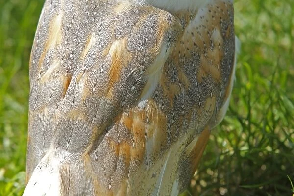 Barn Owl - close-up of back showing