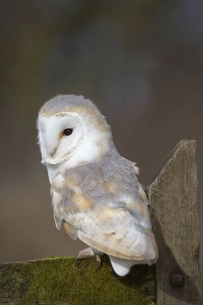 Barn Owl - Cornwall - UK