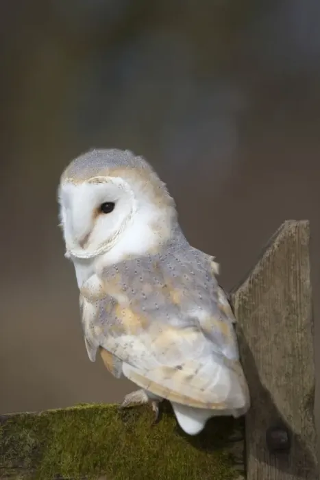 Framed Print : Barn Owl - Cornwall - UK Framed Print : Barn Owl - Cornwall - UK