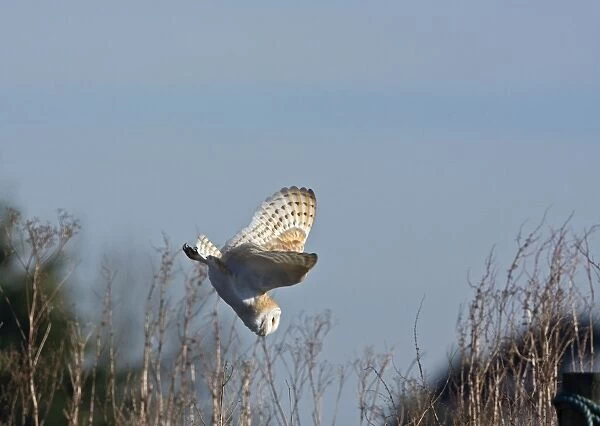 Barn Owl - Diving on prey - Norfolk U. K