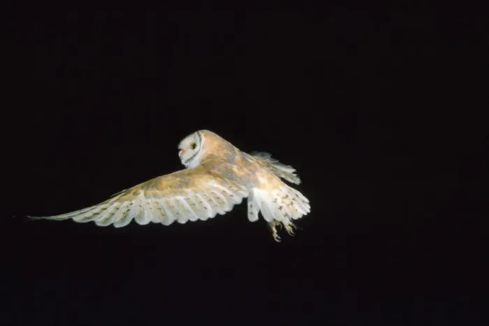Framed Print : Barn Owl - in flight Framed Print : Barn Owl - in flight