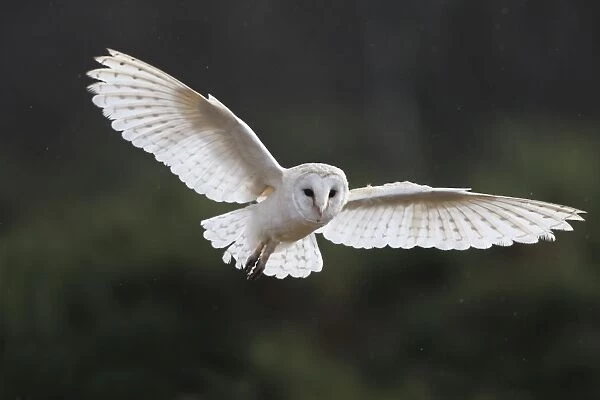 Barn Owl - in flight