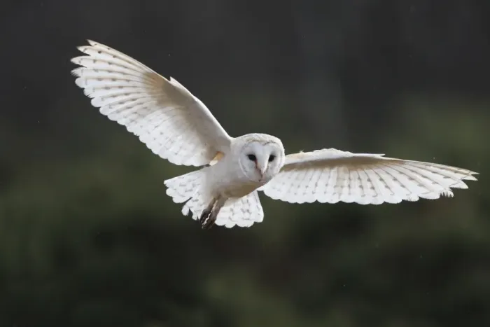 Framed Print : Barn Owl - in flight Framed Print : Barn Owl - in flight