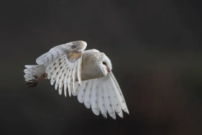Framed Print : Barn Owl - in flight Framed Print : Barn Owl - in flight