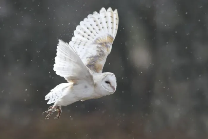 Framed Print : Barn Owl - in flight Framed Print : Barn Owl - in flight