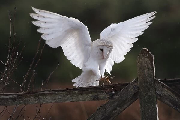 Barn Owl - in flight about to land on fence