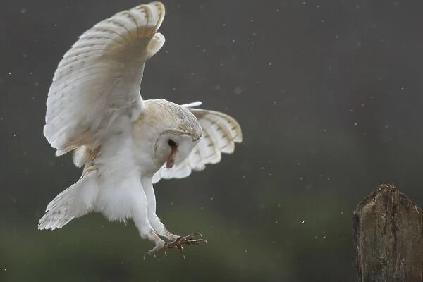 Barn Owl - in flight about to land on post