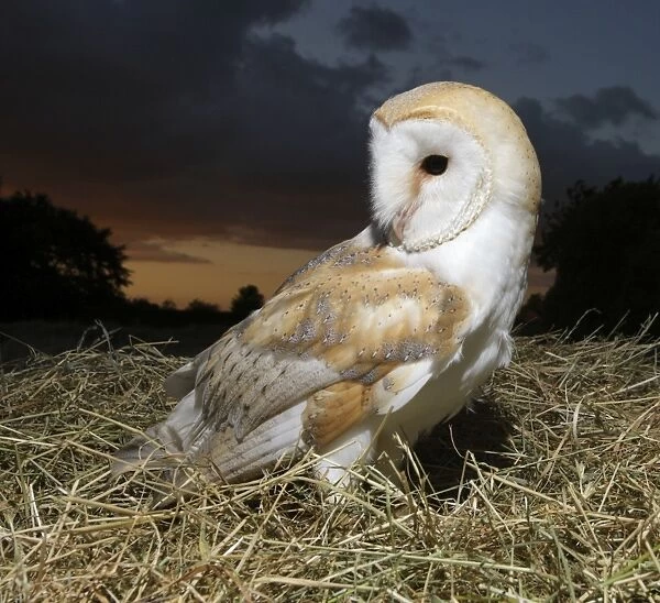 Barn owl - in hayfield at dusk Bedfordshire UK