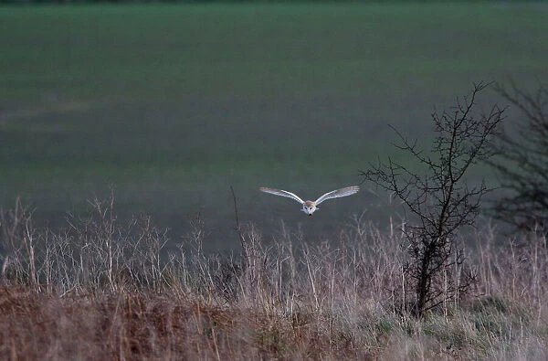 Barn Owl - Hunting in daylight on bracon bank - Norfolk UK