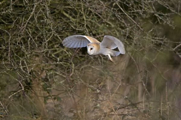 Barn Owl - Hunting in daylight - Norfolk U. K
