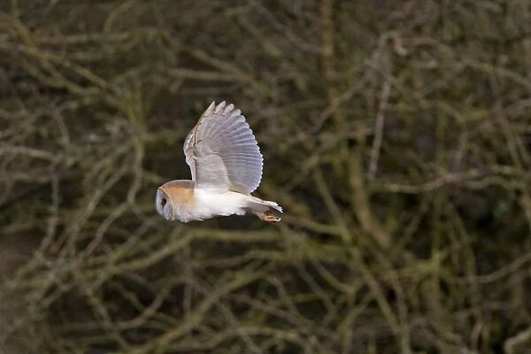 Barn Owl - Hunting in daylight - Norfolk UK
