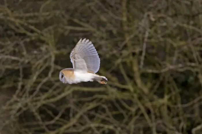 Framed Print : Barn Owl - Hunting in daylight - Norfolk UK Framed Print : Barn Owl - Hunting in daylight - Norfolk UK