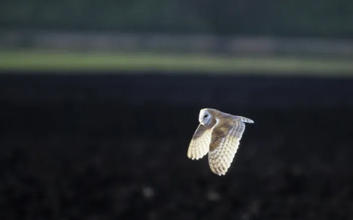 Framed Print : Barn Owl - Hunting Ouse Washes, Norfolk UK BI005861