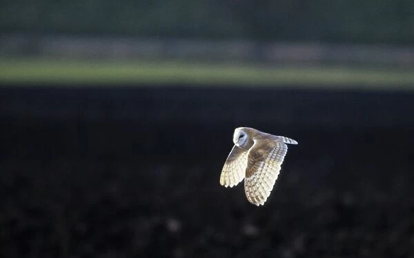 Barn Owl - Hunting Ouse Washes, Norfolk UK BI005861