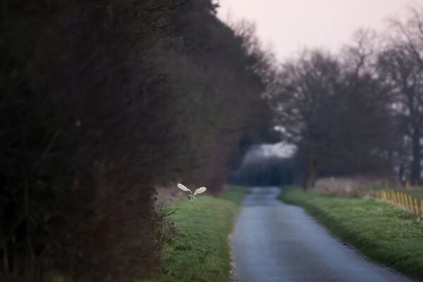 Barn Owl, hunting beside road in evening, Norfolk, U. K