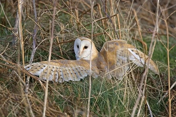 Barn Owl - Manteling it's prey - Norfolk UK