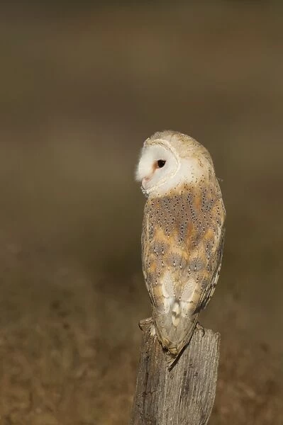 Barn Owl - perched on old fence post in meadow - August - Staffordshire - England