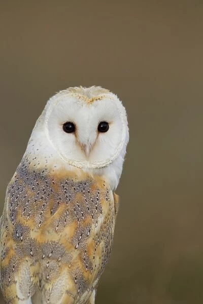 Barn Owl - portrait - August - Staffordshire - England