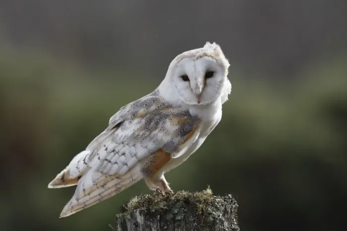 Framed Print : Barn Owl - on post Framed Print : Barn Owl - on post