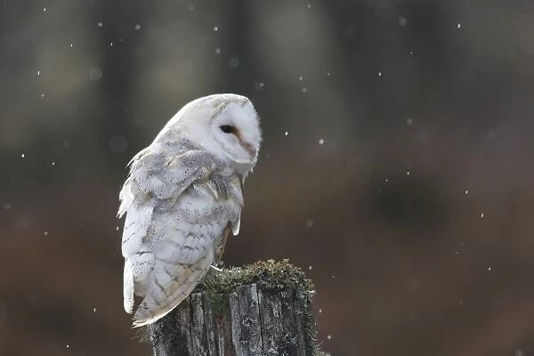 Barn Owl - on post