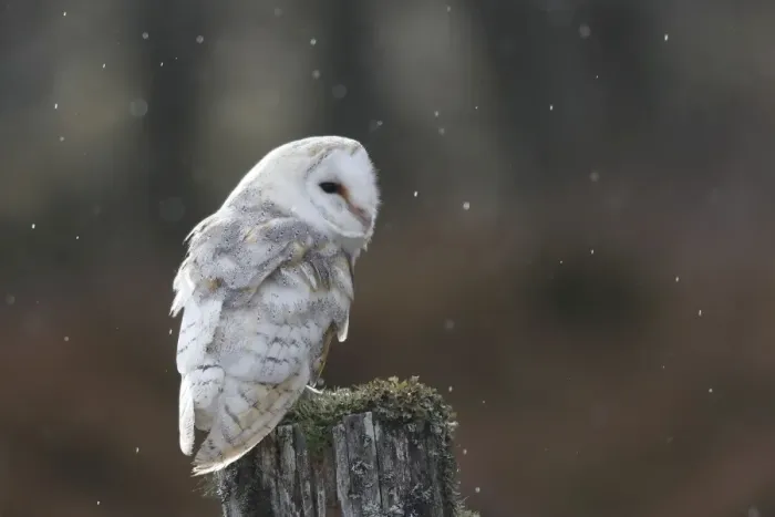 Framed Print : Barn Owl - on post Framed Print : Barn Owl - on post