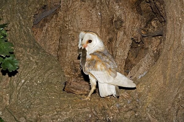 Barn Owl - With prey at nest hole in oak tree - Norfolk UK
