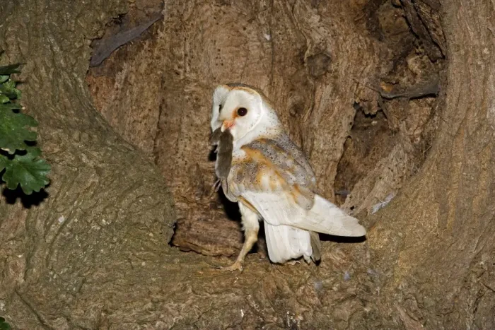 Framed Print : Barn Owl - With prey at nest hole in oak tree - Norfolk UK Framed Print : Barn Owl - With prey at nest hole in oak tree - Norfolk UK