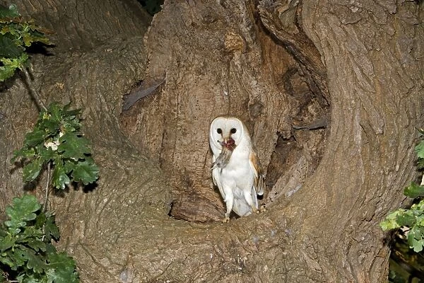 Barn Owl - With prey short-tailed vole at nest hole in oak tree - Norfolk UK