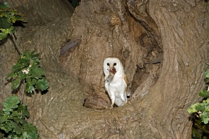 Framed Print : Barn Owl - With prey short-tailed vole at nest hole in oak tree - Norfolk UK