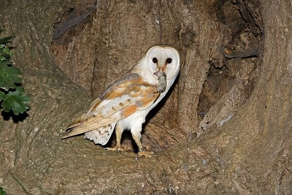 Barn Owl - With prey shrew in nest hole in oak tree - Norfolk Uk