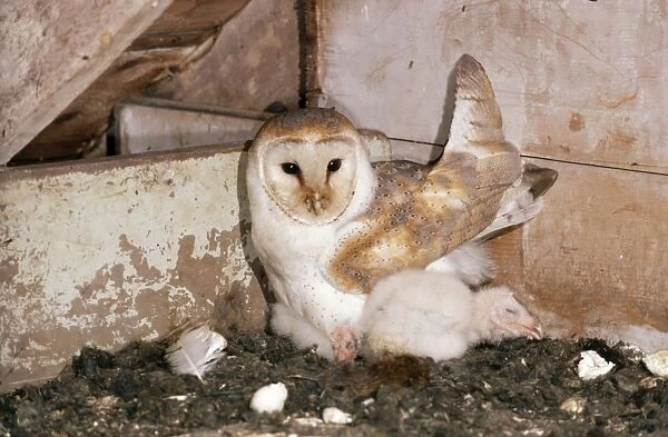 Barn Owl RTS 24 Tyto alba © R. T. Smith  /  ARDEA LONDON
