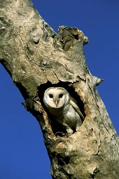 Barn Owl - In tree hollow, note tether around right leg, Western New South Wales, Australia, World wide JPF52185
