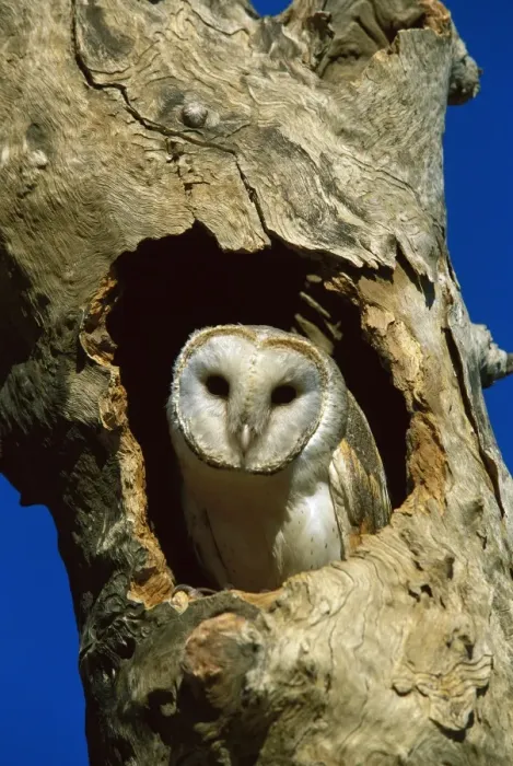 Framed Print : Barn Owl - in tree hollow, western New South Wales, Australia, Worldwide JPF52453 Framed Print : Barn Owl - in tree hollow, western New South Wales, Australia, Worldwide JPF52453