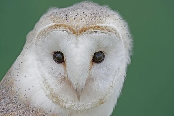 Barn Owl - UK