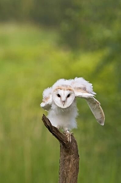 Barn owl - youngster on branch in meadow Bedfordshire UK 005668