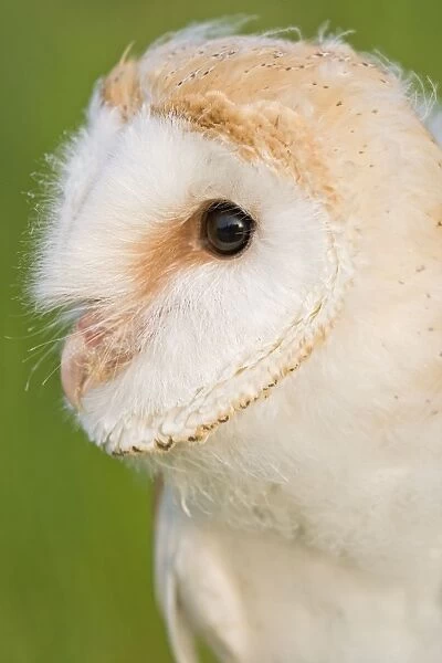 Barn owl - youngster - close up of head Bedfordshire UK 005670