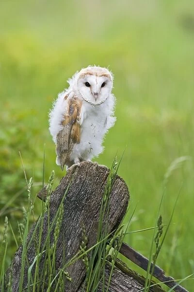 Barn owl - youngster on gate in meadow Bedfordshire UK 005659
