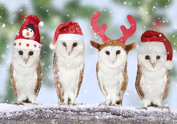 Four barn owls in Christmas hats