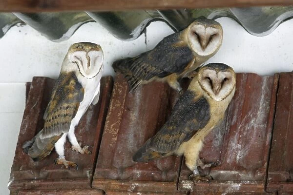 Barn Owls - roosting in disused cow shed Lower Saxony, Germany