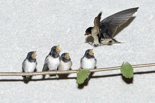 Barn Swallow - adult feeding fledgelings - Lower Saxony - Germany