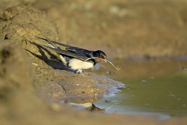 Barn Swallow - collecting nest material from puddle, Alentejo, Portugal