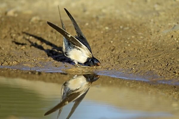 Barn Swallow - collecting nest material from puddle, Alentejo, Portugal