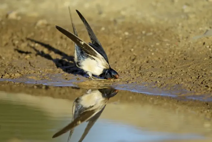 Framed Print : Barn Swallow - collecting nest material from puddle, Alentejo, Portugal Framed Print : Barn Swallow - collecting nest material from puddle, Alentejo, Portugal