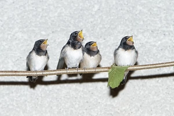Barn Swallow - fledgelings begging for food - Lower Saxony - Germany