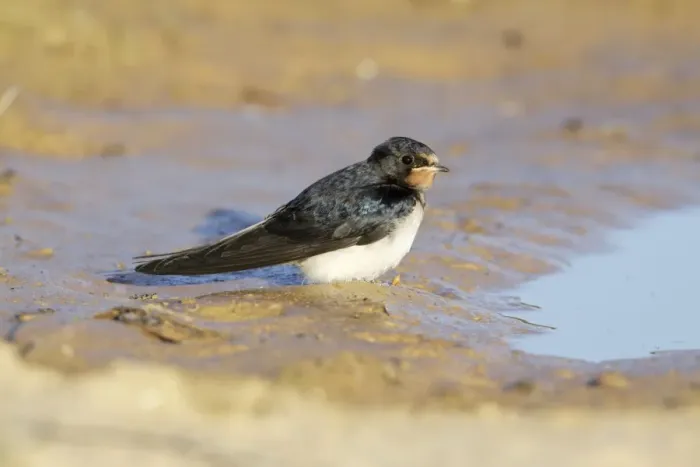 Framed Print : Barn Swallow - juvenile resting beside puddle, Alentejo, Portugal Framed Print : Barn Swallow - juvenile resting beside puddle, Alentejo, Portugal