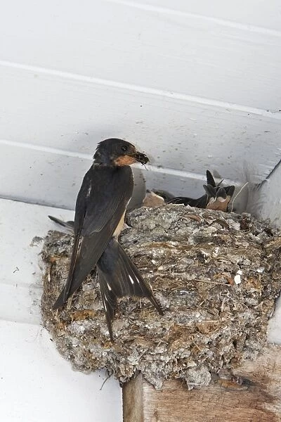 Barn Swallow - at nest with food. Lagoon Cove near Knight Inlet - British Columbia - Canada