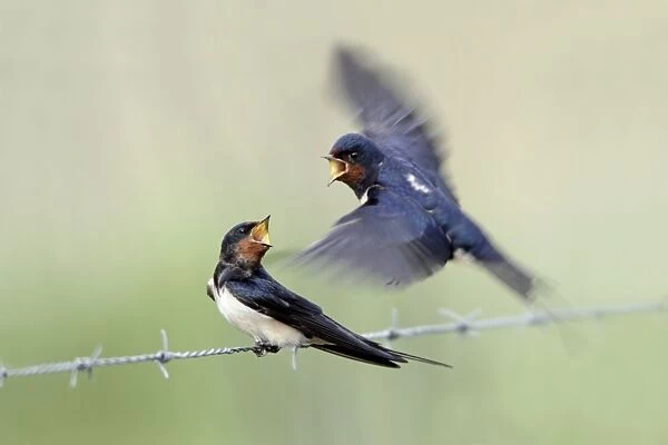 Barn Swallow - pair courtship displaying, male in flight, approaching female perched on fence, Lower Saxony, Germany